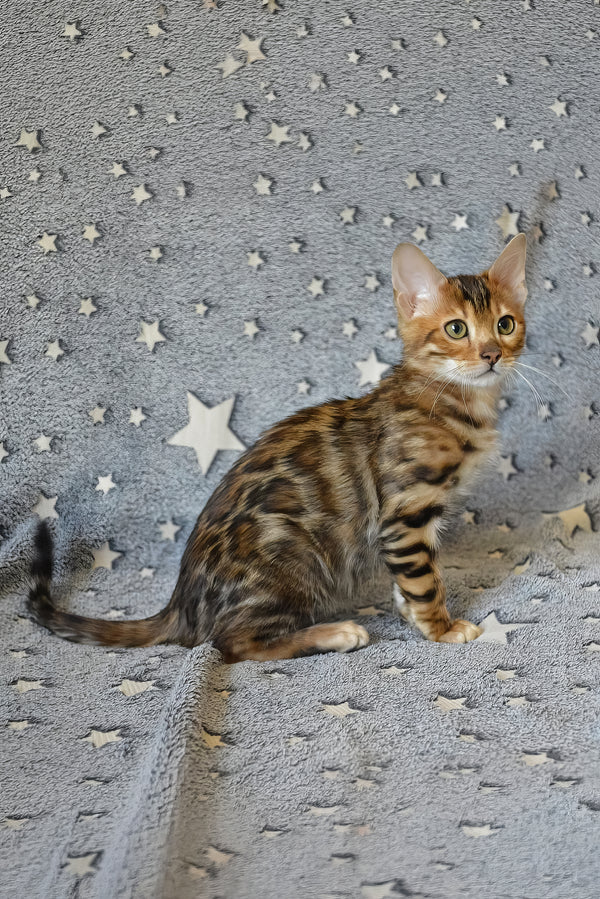 Ars | Bengal Kitten