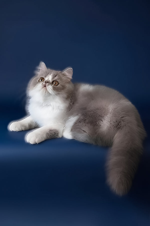 Artem | Persian Kitten