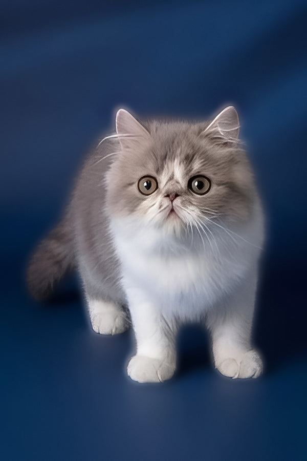 Artem | Persian Kitten