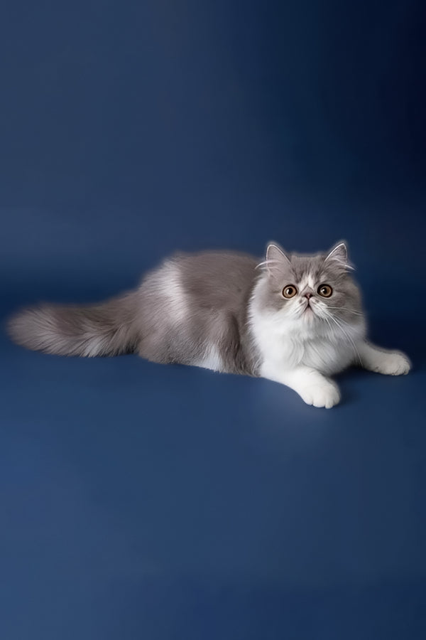 Artem | Persian Kitten