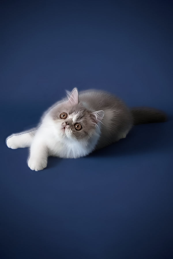 Artem | Persian Kitten