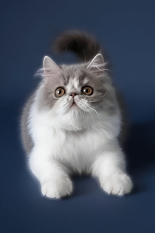 Artem | Persian Kitten