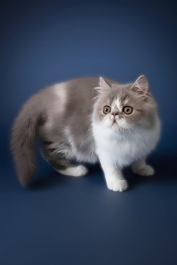 Artem | Persian Kitten