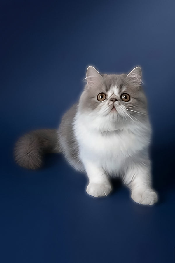 Artem | Persian Kitten