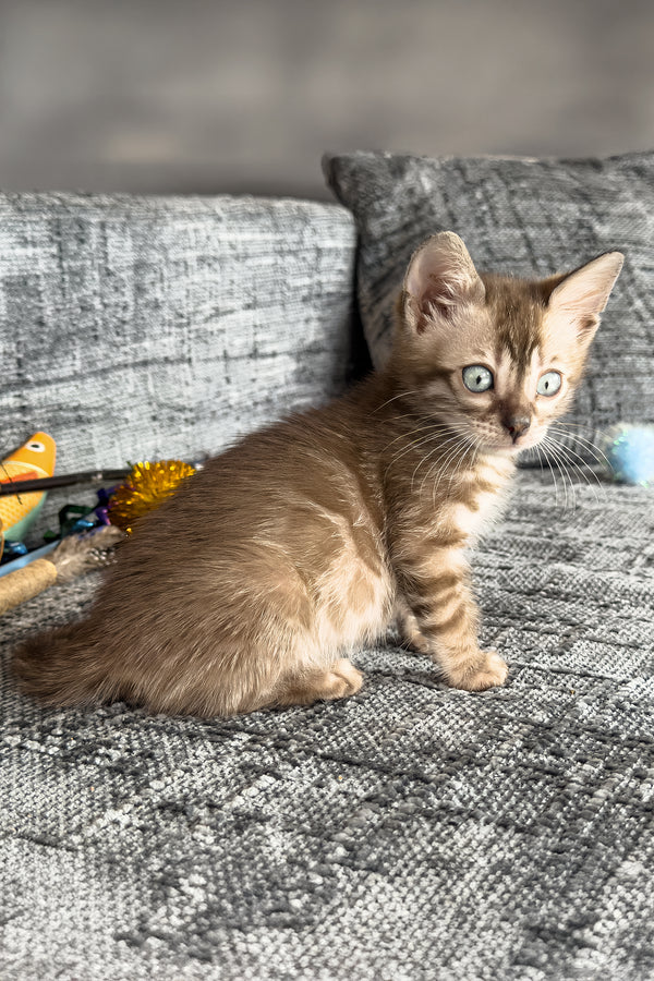 Artemis | Bengal Kitten