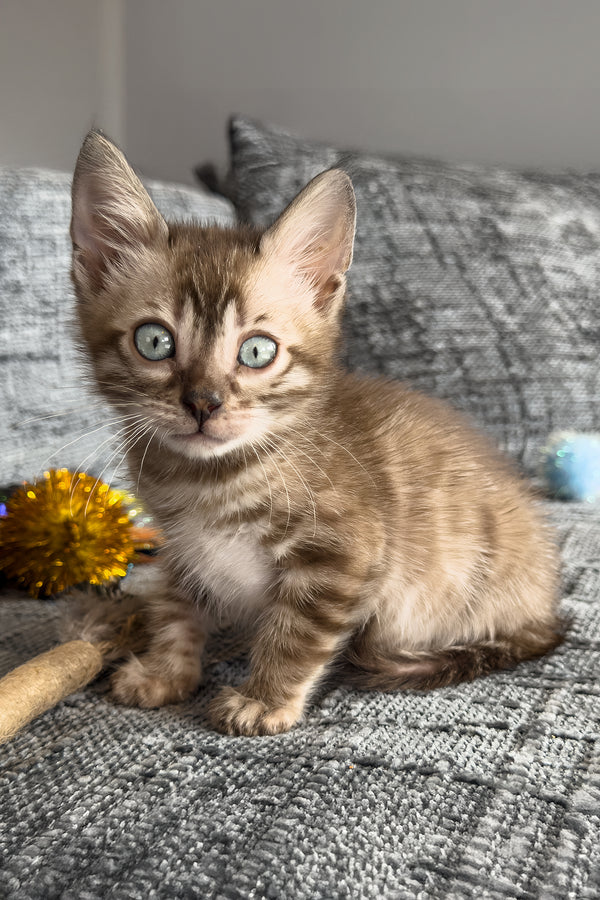 Artemis | Bengal Kitten