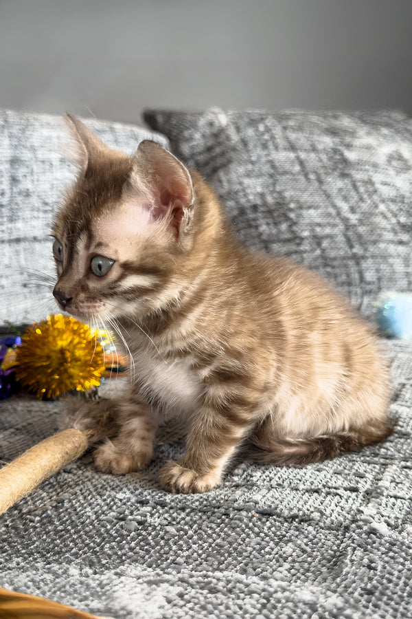 Artemis | Bengal Kitten
