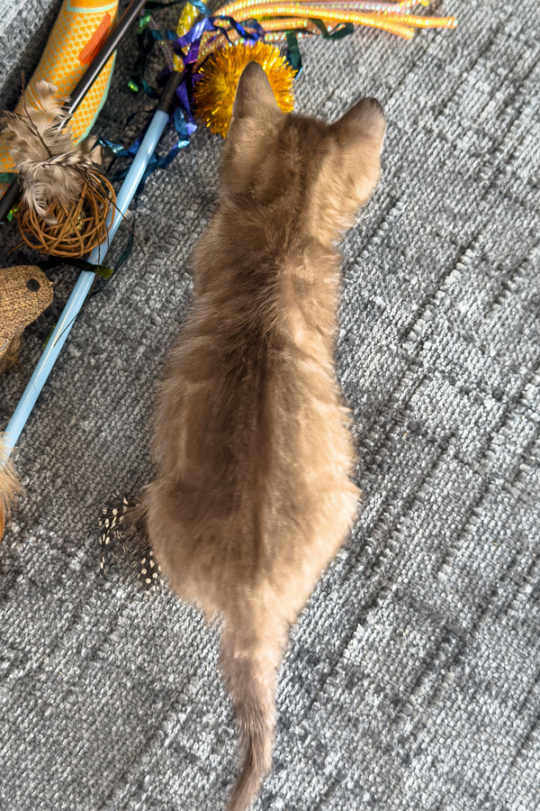 Artemis | Bengal Kitten