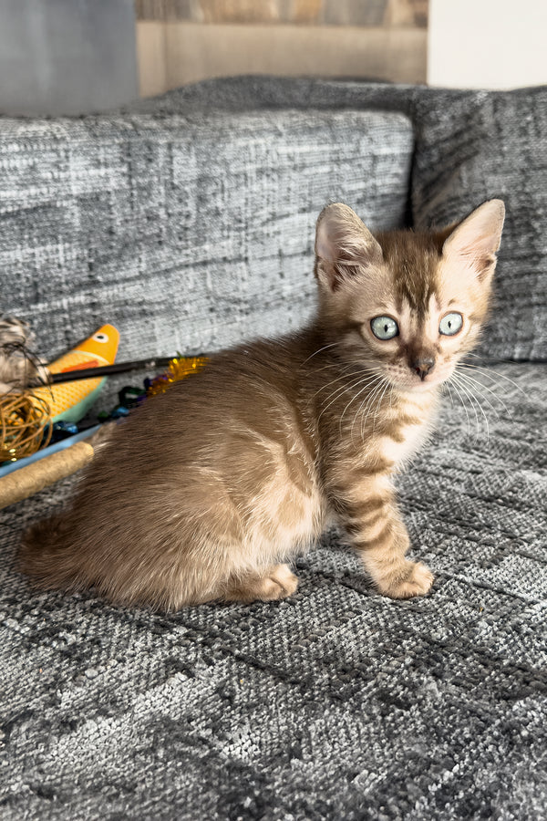 Artemis | Bengal Kitten