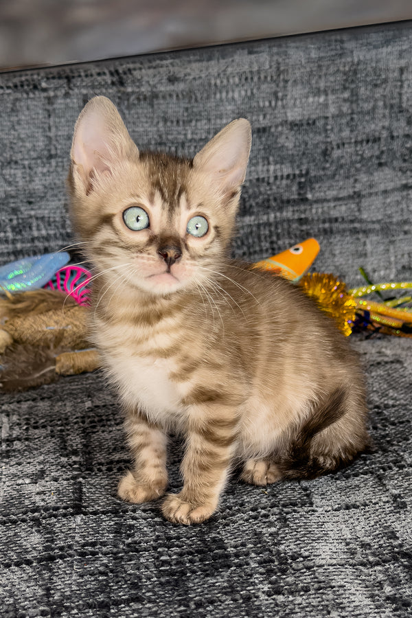 Artemis | Bengal Kitten