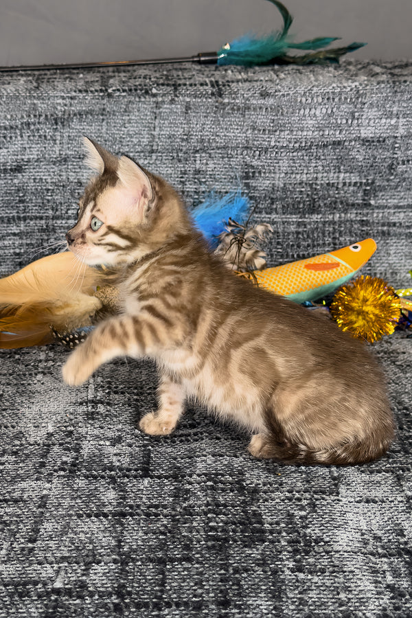 Artemis | Bengal Kitten