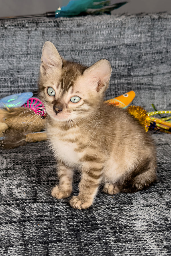 Artemis | Bengal Kitten