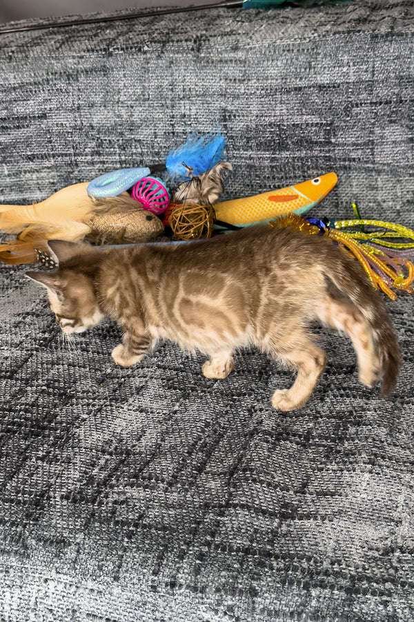 Artemis | Bengal Kitten