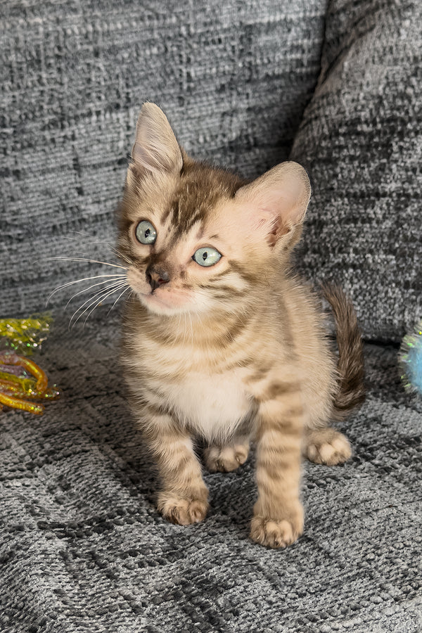 Artemis | Bengal Kitten