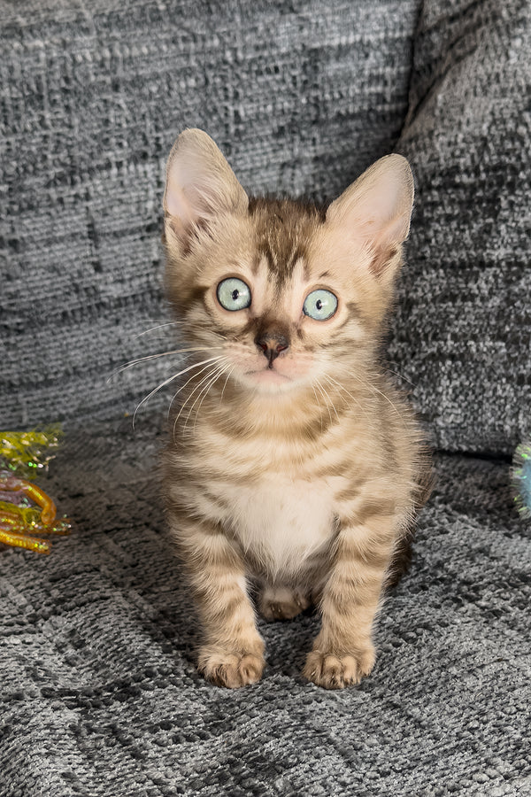 Artemis | Bengal Kitten