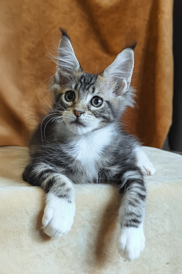Andre | Maine Coon Kitten
