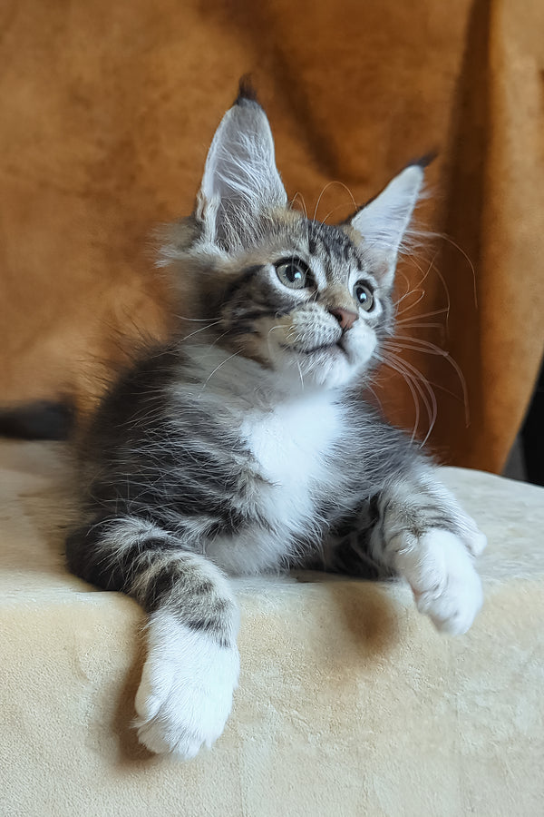 Andre | Maine Coon Kitten