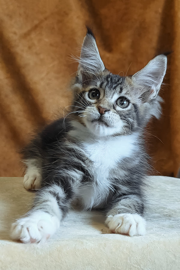 Andre | Maine Coon Kitten