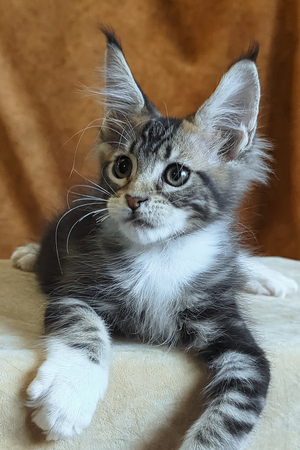 Andre | Maine Coon Kitten