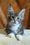 Andre | Maine Coon Kitten