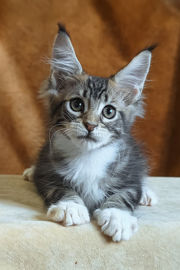 Andre | Maine Coon Kitten