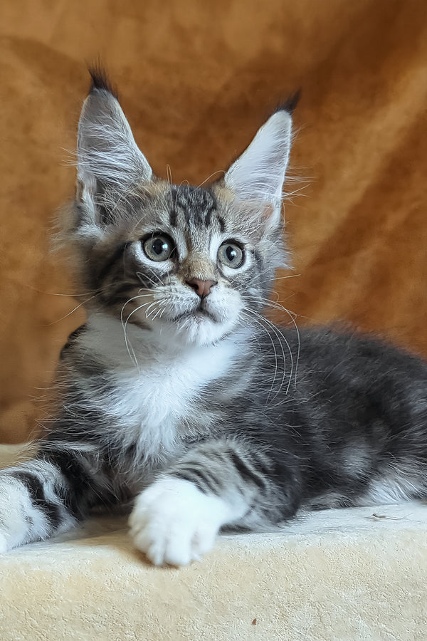 Andre | Maine Coon Kitten