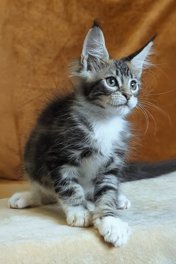 Andre | Maine Coon Kitten