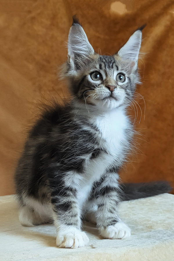 Andre | Maine Coon Kitten