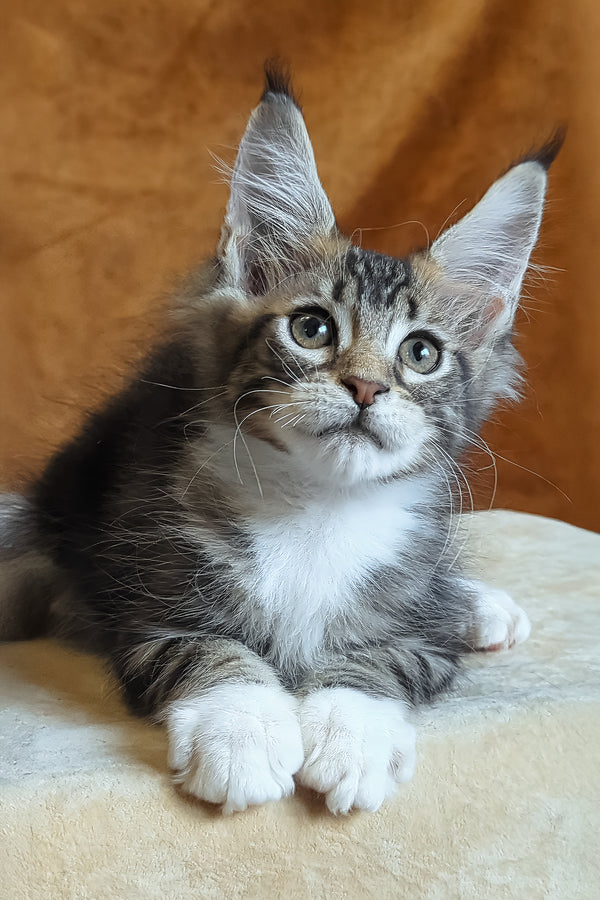 Andre | Maine Coon Kitten