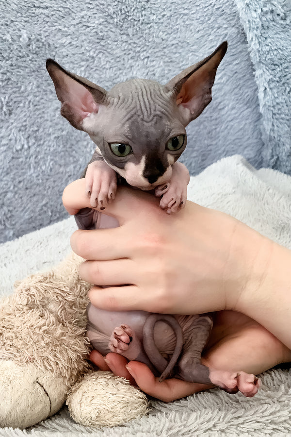 Artie | Canadian Sphynx Kitten