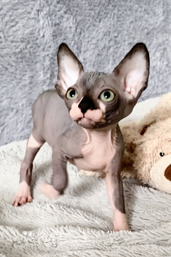 Artie | Canadian Sphynx Kitten