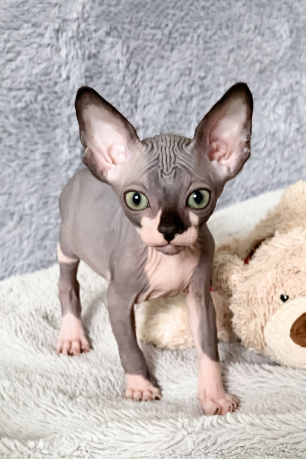 Artie | Canadian Sphynx Kitten