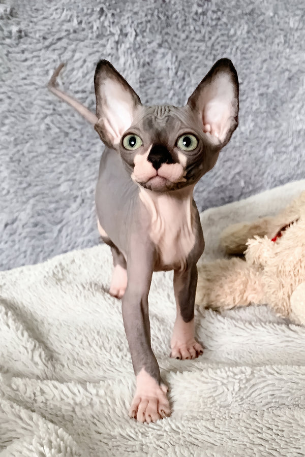 Artie | Canadian Sphynx Kitten