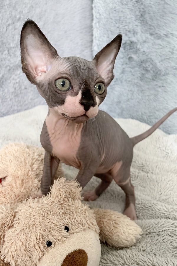 Artie | Canadian Sphynx Kitten