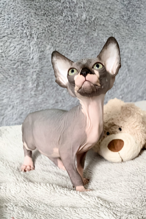 Artie | Canadian Sphynx Kitten
