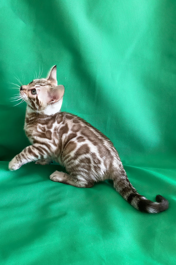Artur | Bengal Kitten