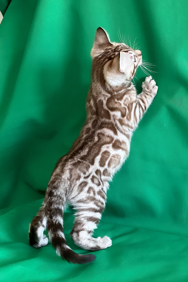 Artur | Bengal Kitten