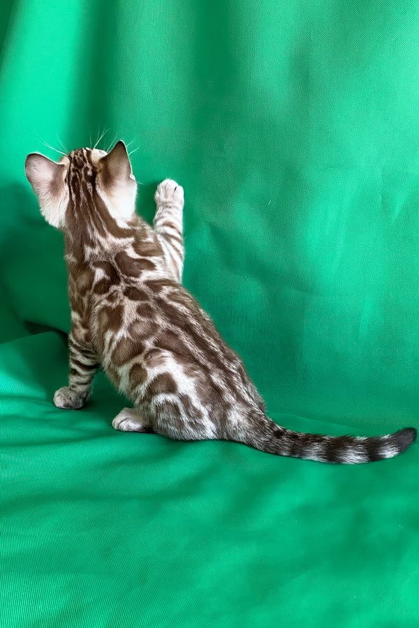 Artur | Bengal Kitten