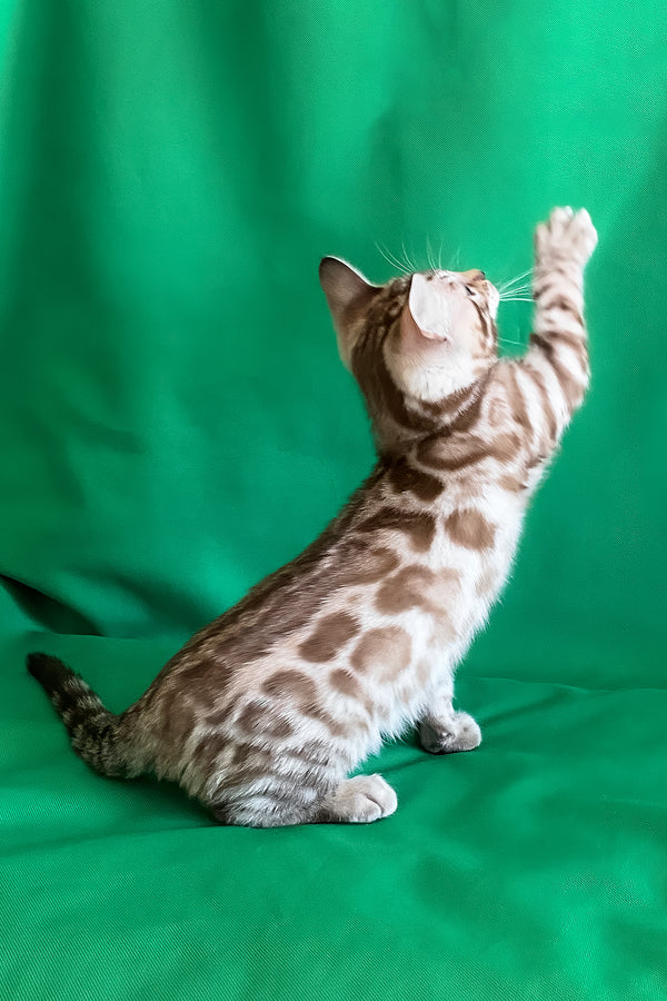 Artur | Bengal Kitten