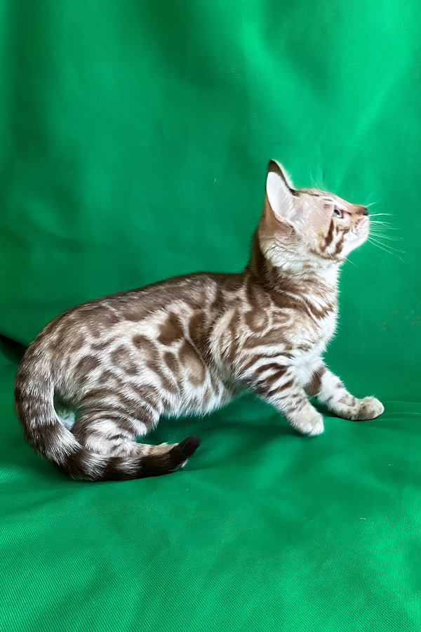 Artur | Bengal Kitten
