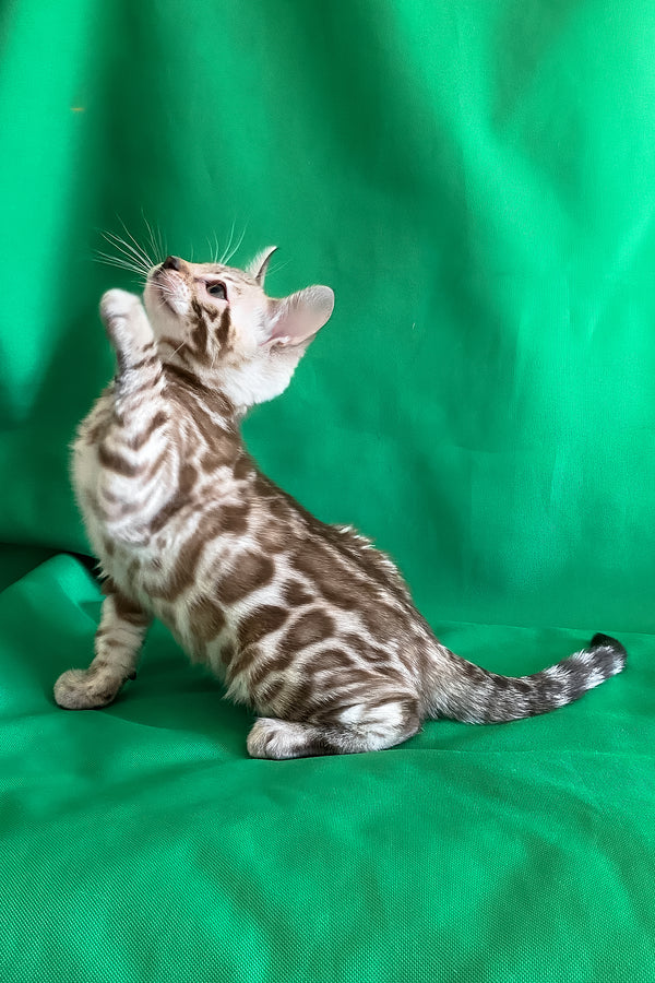 Artur | Bengal Kitten