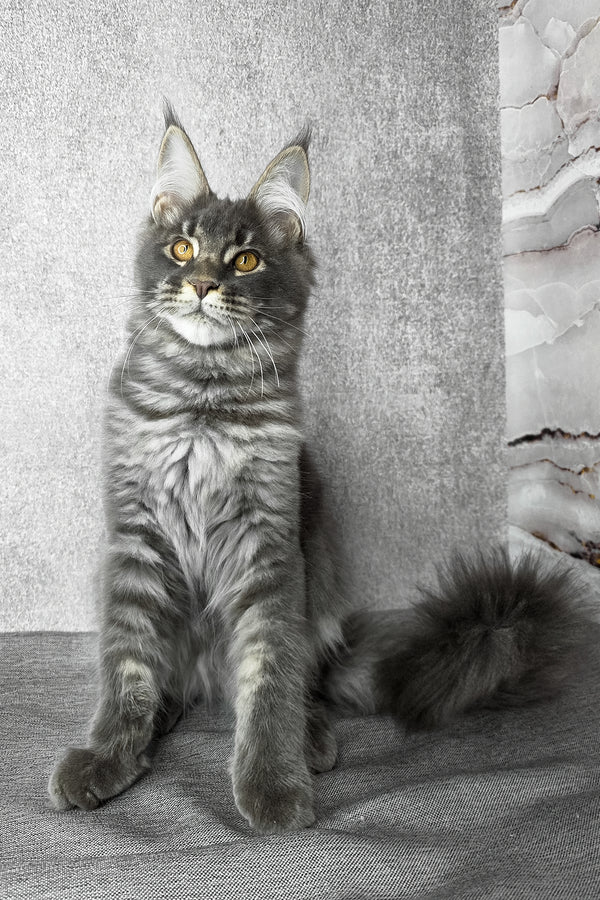 Asher | Maine Coon Kitten