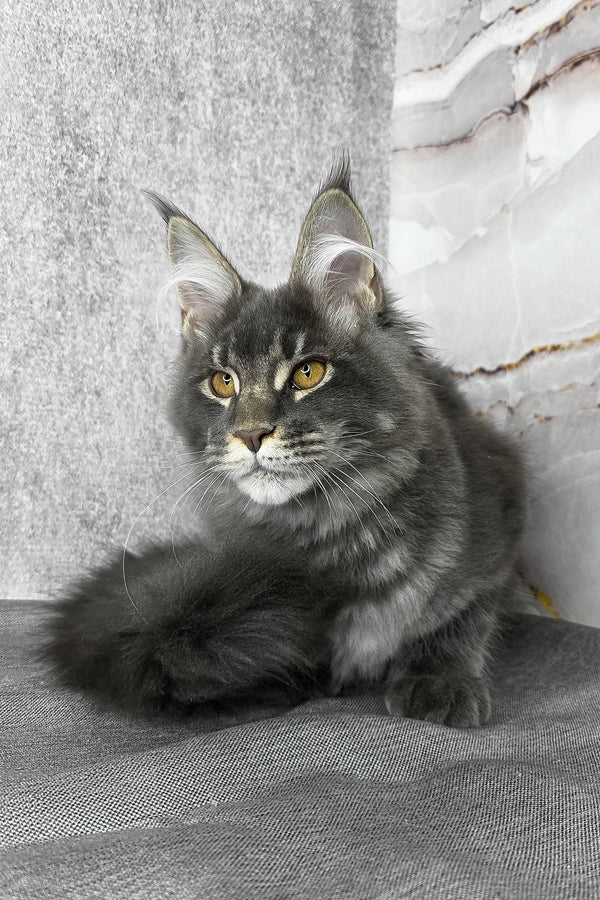 Asher | Maine Coon Kitten