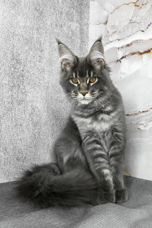 Asher | Maine Coon Kitten