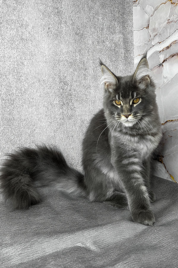 Asher | Maine Coon Kitten