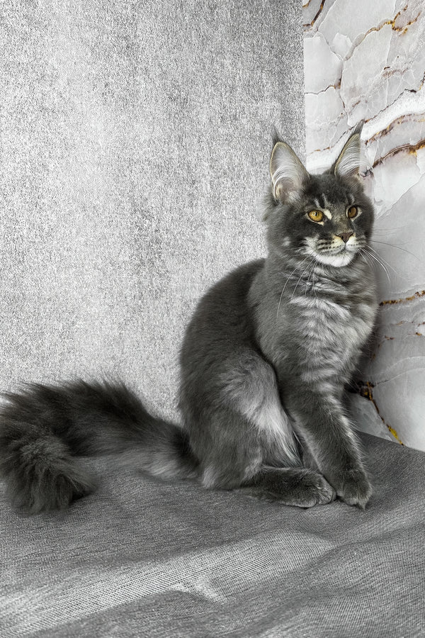 Asher | Maine Coon Kitten