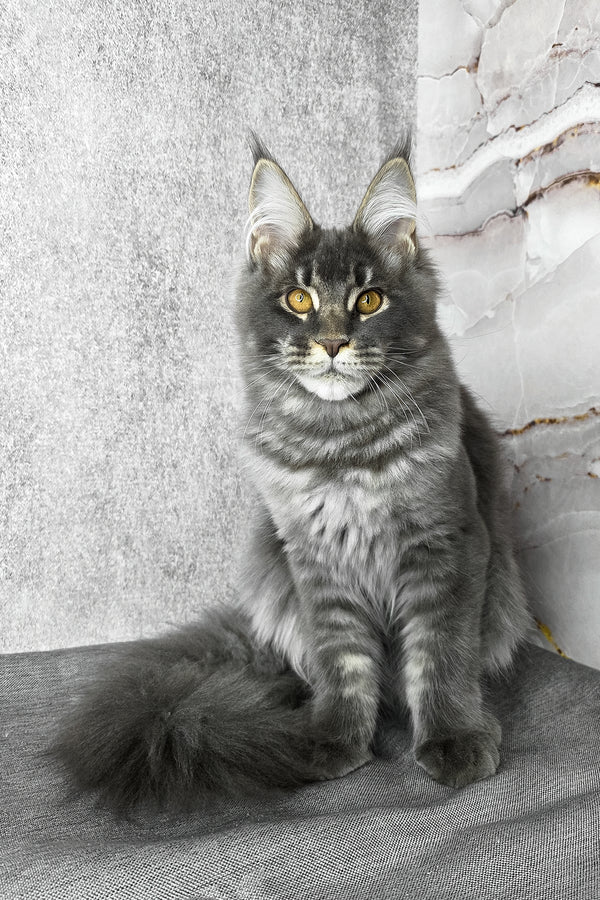 Asher | Maine Coon Kitten