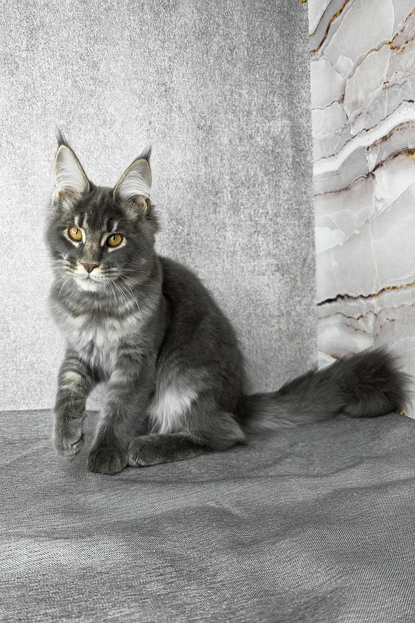 Asher | Maine Coon Kitten