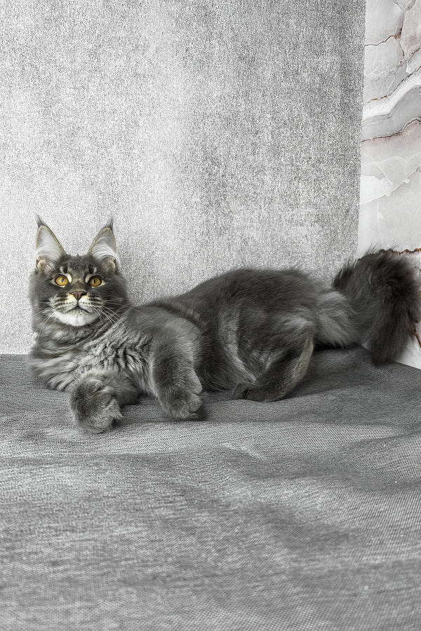 Asher | Maine Coon Kitten