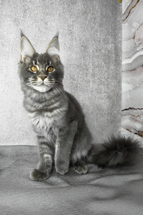 Asher | Maine Coon Kitten